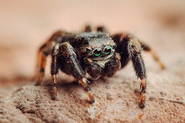 Jumping spider with green eyes. Russian nature