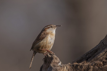 CAROLINA WREN PERCHED ON OLD STUMP