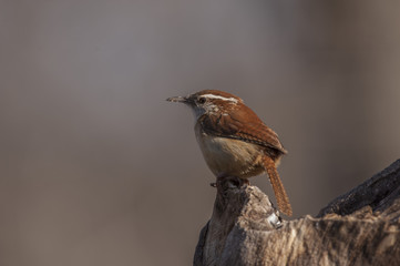 CAROLINA WREN PERCHED ON OLD STUMP