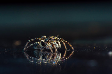 Jumping spider on dark background. Russian nature