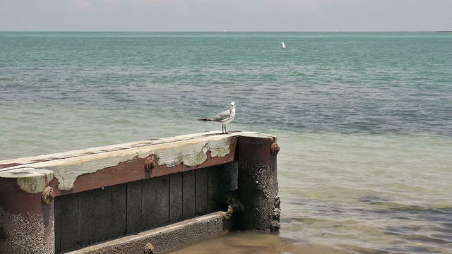 Seagull standing on dock