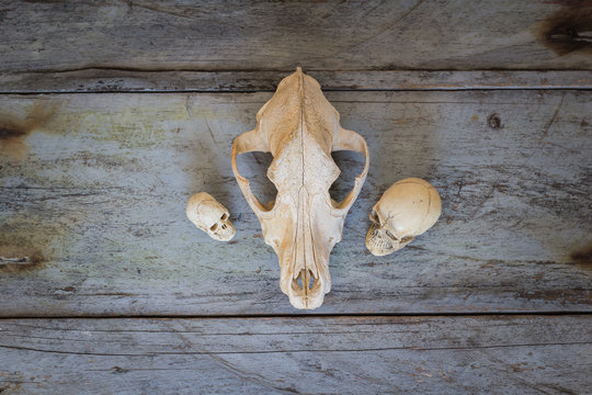 Still Life skull close up of wooden Background 