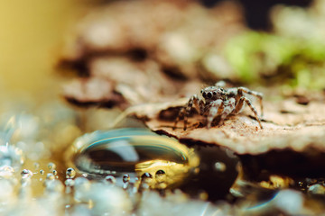 Jumping spider goto in water. Russian nature