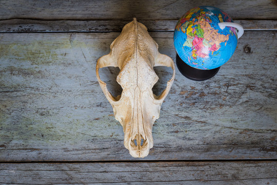 Still Life Canine skull and globe close up of wooden Background