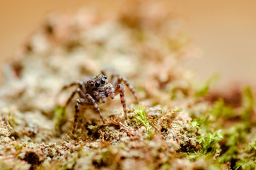 Portrait of the jumping spider. Russian nature