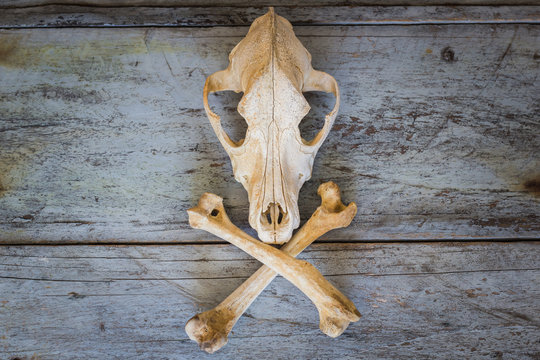 Still Life Canine skull close up of wooden Background