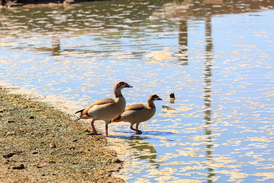 Pair of egyptian goose