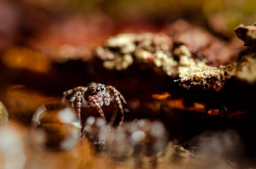 Jumping spider staying. Russian nature