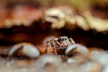 Jumping spider stay between drops. Russian naturee
