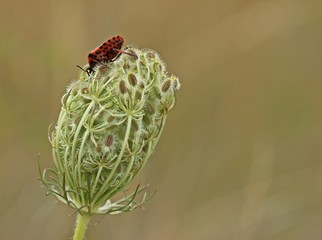 Streifenwanze (Graphosoma lineatum)auf Wilder Möhre