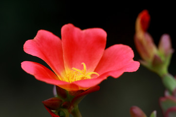 Exotic Portulaca umbraticola
