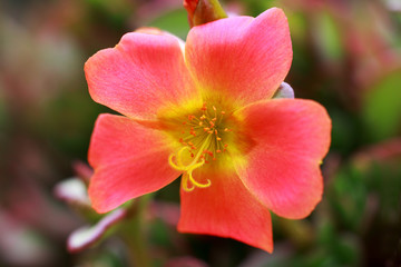 Portulaca umbraticola is a summer flowering