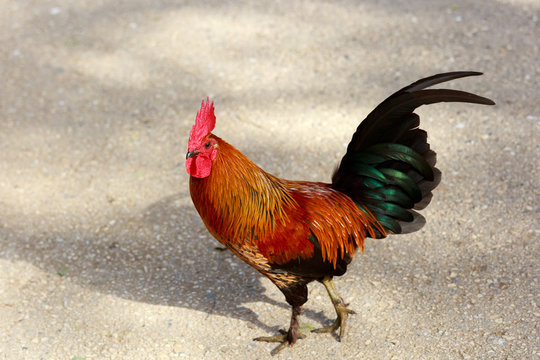 Single bright red cock
