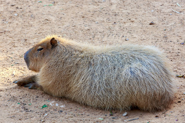 Capybara is lying