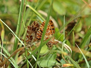 Paarung des  seltenen Magerrasen-Perlmutterfalters (Boloria dia) am Dörnberg