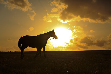 Pferd vor Sonne