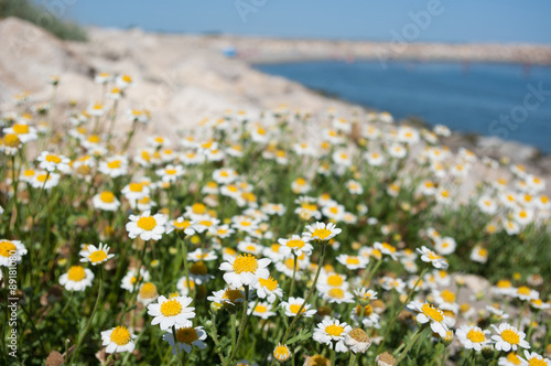 Champ De Marguerites Devant Une Plage Du Sud De La France