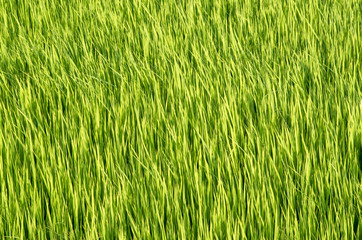 Green Grass rice field