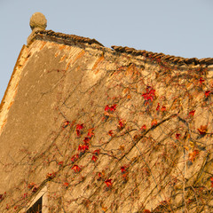 Schlossgiebel mit rotem Efeu
