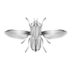Fly. 3d style vector illustration for print tatto or t-shirt.