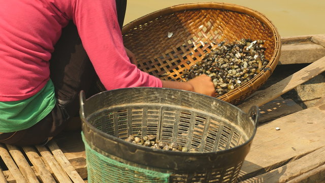 close up of a woman sorting river clams out from rocks in a bamboo basket and keeping it in a basin