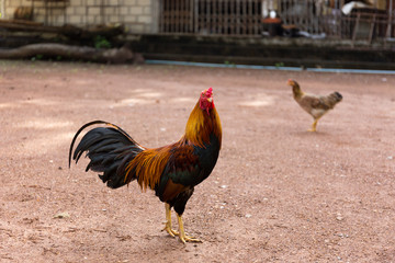 Activity of thai chicken, lived in the temple