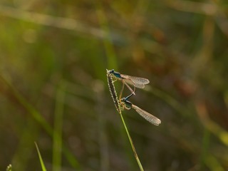 Blue Damselfly dragonfly sexual reproduction