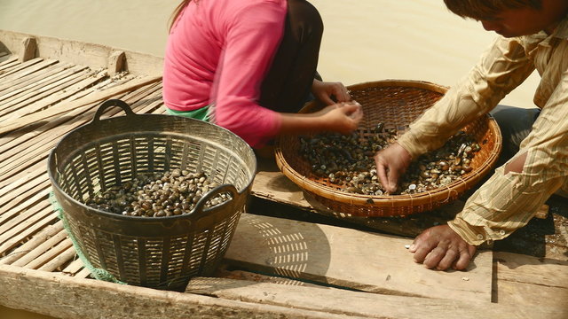 close up of clam diggers (husband and wife) sorting river clams out from rocks in a bamboo basket and keeping it in a basin