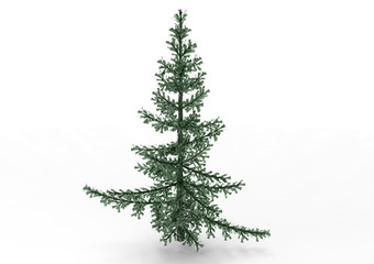 spruce  pine tree isolated on white