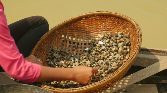 Close-up on woman sorting river clams out from rocks in a bamboo basket