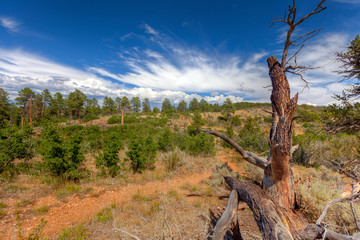 AZ-Grand Canyon-North Rim-Timp Point.  This is a remote area of the North Rim, where a permit is necessary in order to camp in this area. The N. Kaibab National Forest surrounds Timp Point