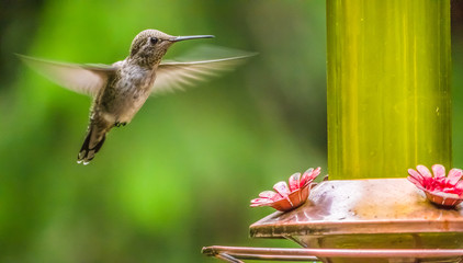 Hummingbird wants some nectar