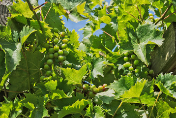 Weinreben, blau, noch nicht gereift