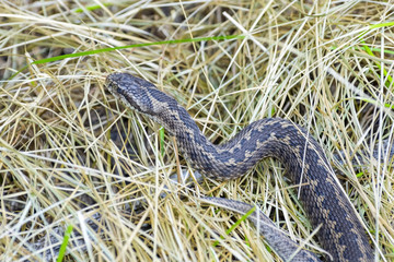 Hungarian meadow viper (Vipera ursinii rakosiensis)