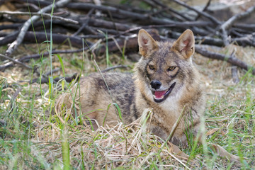 Golden jackal (Canis aureus)