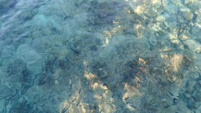 Fische im klarem Meereswasser