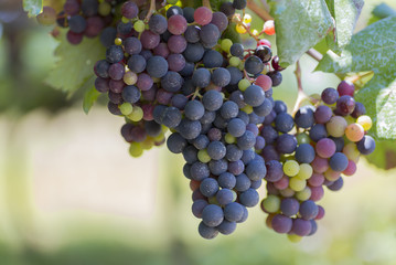 Racimo de uvas en una viña.