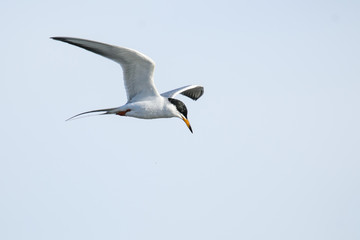 Fototapeta na wymiar Common Tern (Sterna hirundo)