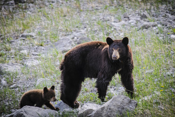 Obraz na płótnie Canvas American Black Bear and Cub (Ursus americanus)