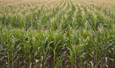 Corn Field.Rows and rows of corn can be found in the Dordogne region of France in summer.
