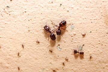 Beware crowd big ant,  they lived in the home