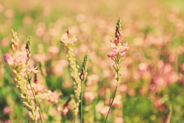 Beautiful wild flowers in the field with sunlight