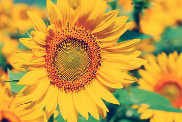 Obraz premium Beautiful sunflowers field with sunlight