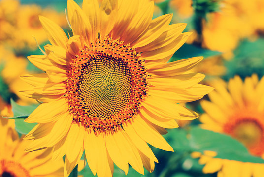 Beautiful sunflowers field  with sunlight