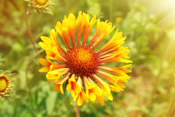Flower on flowerbed with sunlight