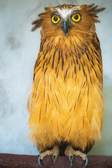 Buffy Fish Owl portrait close up of yellow eyes