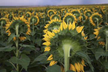 Obraz premium Field of sunflowers