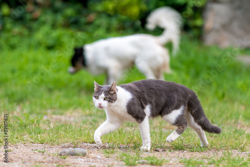 Gatto Randagio Con Cane Meticcio Liberi Nel Prato Stock Photo And