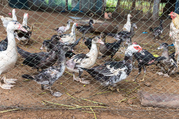 Ducks stand in sunshine waiting for feed, lunch time