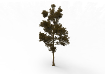 Obraz premium Trees isolated